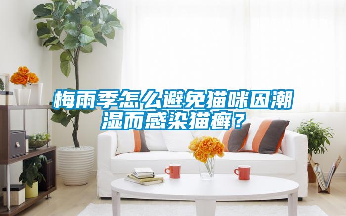 梅雨季怎么避免貓咪因潮濕而感染貓癬？